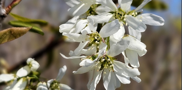 Krentenboom snoeien: Hoe houd je jouw krentenboom mooi en compact?