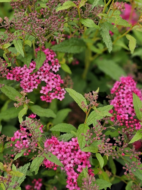 Spierstruik 'Anthony Waterer' bloeit lang met karmijn roze bloemen in de zomermaanden