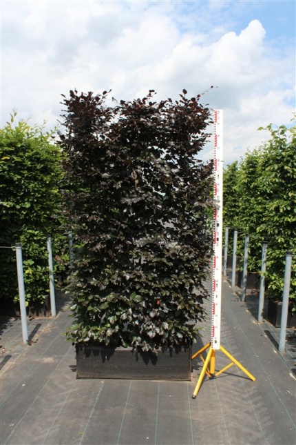 Fagus atropunicea rode beukenhaag in de zomer.  hoog 200 cm en breed 100 cm in plantzak