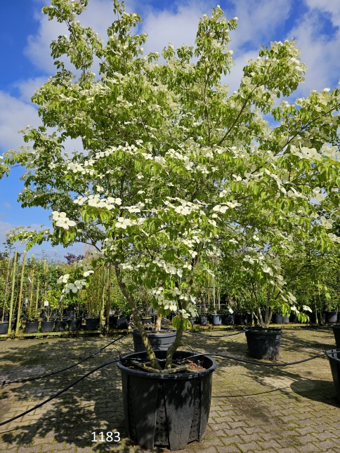 Cornus Norman Hadden in volle bloei