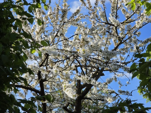 Prunus avium zoete kers in volle bloei half april
