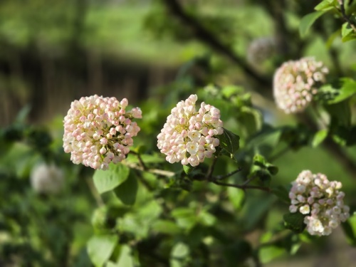 Viburnum Carlcephalum pronkt in april met prachtige rose-witte bloembollen met een betoverende geur.