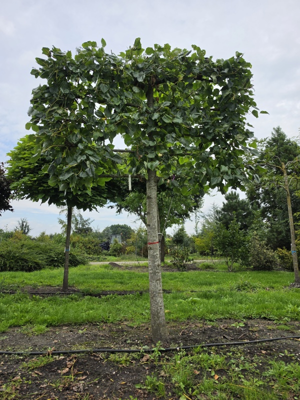 Krim-Linde