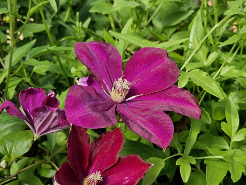 Clematis 'Rouge Cardinal' bloeit met grote rode bloemen