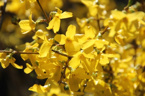 Chinees klokje  'Goldrausch' - Forsythia 'Goldrausch'