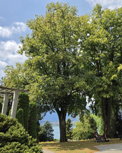 Tilia platyphyllos zomerlinde in park