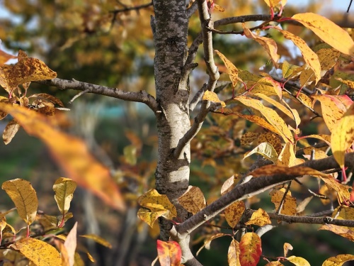 Zwarte tupeloboom 'Wildfire' herfstblad