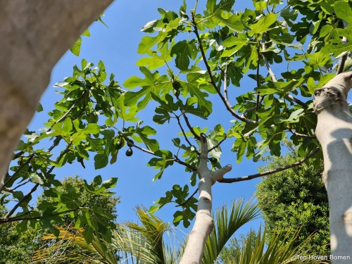 Ficus carica kroon hoogstam parasolboom