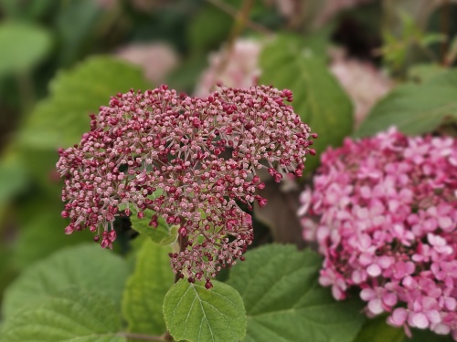 Hortensia 'Pink Annabelle' knoppen in juni