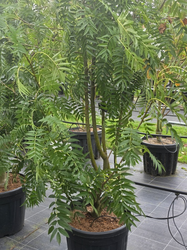 Eberesche 'Dodong'