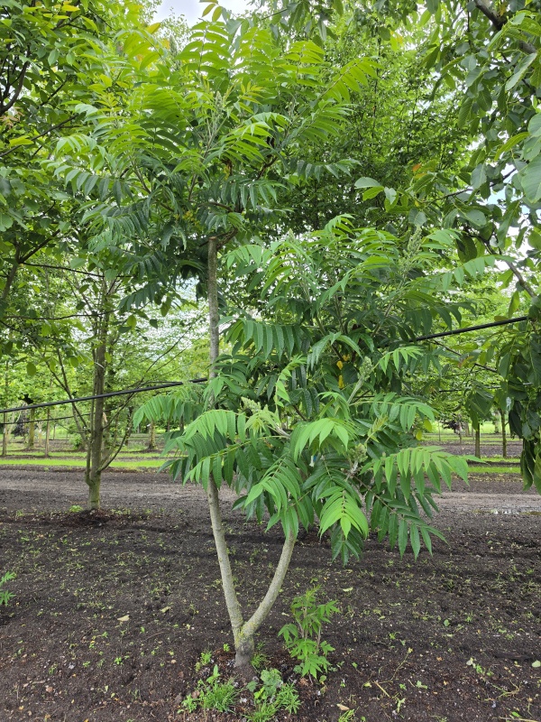 Essigbaum