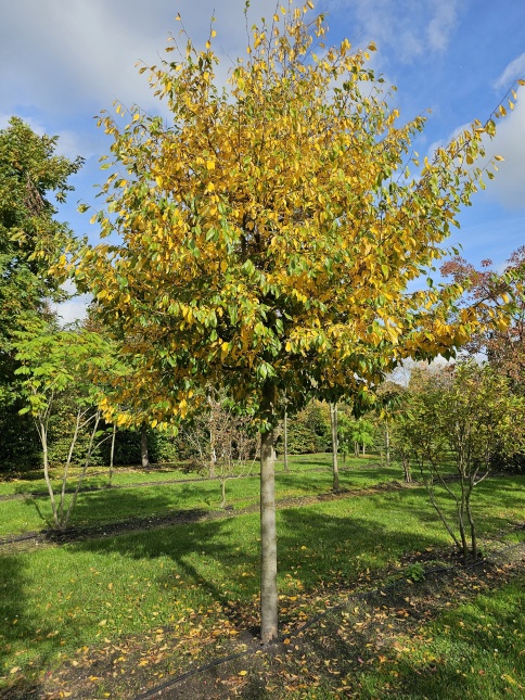 Sycoparrotia semidecidua oktober bladkleur