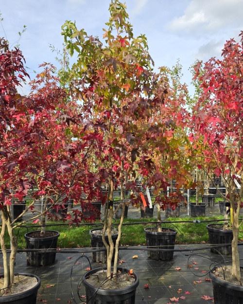 Liquidambar,  Amberboom meerstammen in sleuvenpot op de kwekerij van Ten Hoven Bomen.  vak H najaar 2026