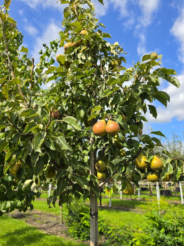 Peer 'Gieser Wildeman'