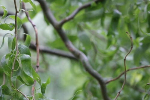 Salix babylonica 'Tortuosa'