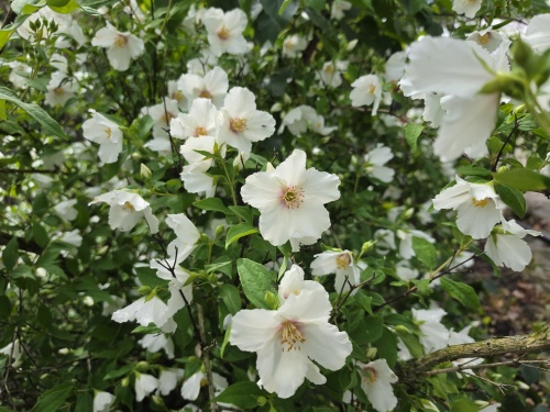 Philadelphus Belle Etoile.  Geurende Jasmijn bloeit in juni