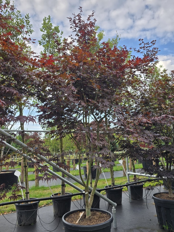 Japanse esdoorn