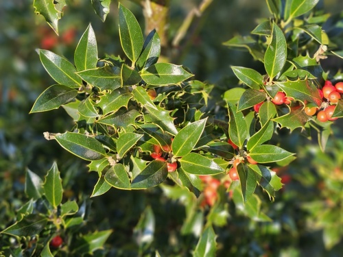 Scherpe Hulst 'Alaska' is een groenblijvende struik