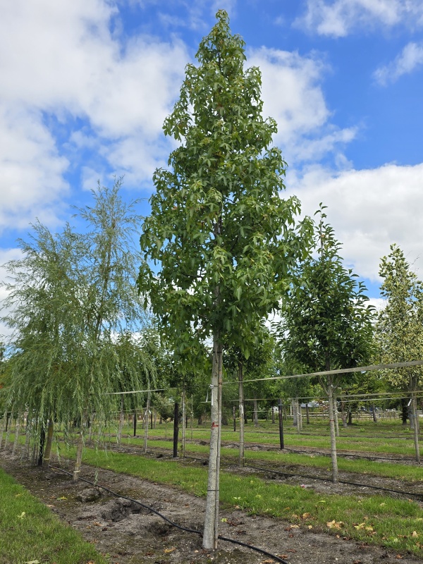 Amberbaum