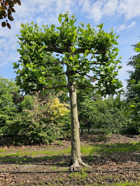 Platanus hispanica volwassen leiboom op de kwekerij van THB in Apeldoorn.  mei 2026