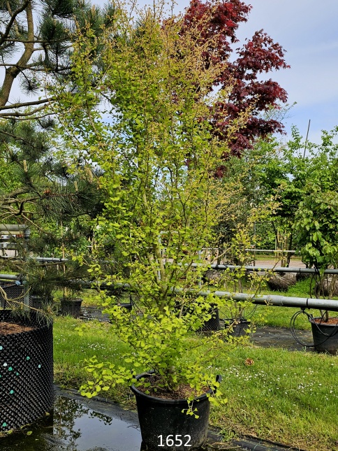 Ginkgo biloba 'Eiffel'