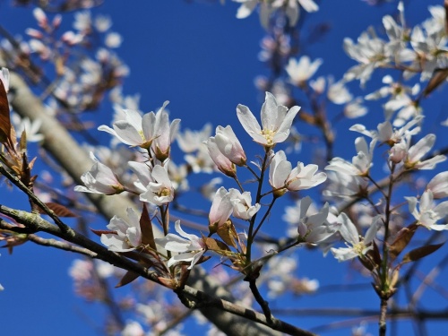 Amelanchier 'Robin Hill' bloeit begin april