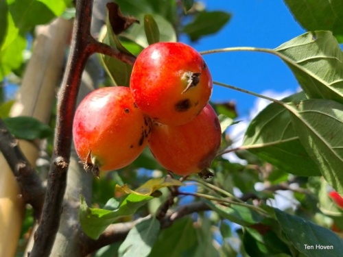 Sierappel 'John Downie', hoogstam boom met echte fruit bloesem
