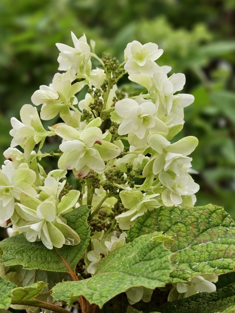 Eikenbladhortensia - Hydrangea quercifolia 'Flemygea' (SNOW QUEEN)