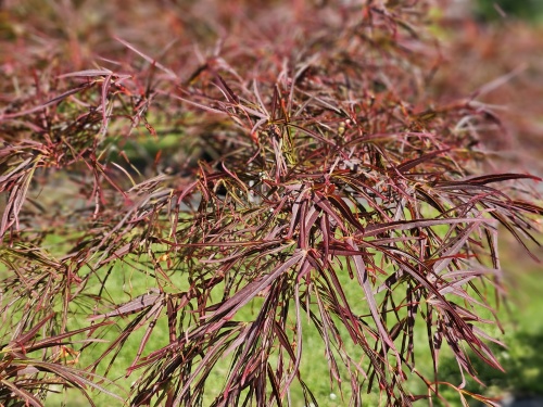 Acer palmatum 'Atrolineare' met zomerblad