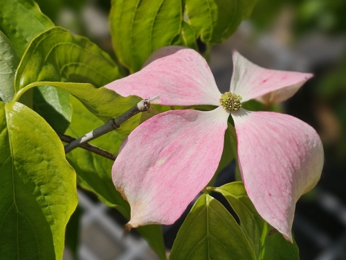Cornus X Rutlan Ruth Ellen in mei