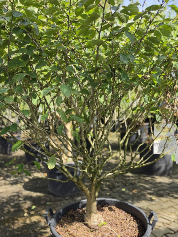 Zaubernuss mit duftenden gelben Blüten