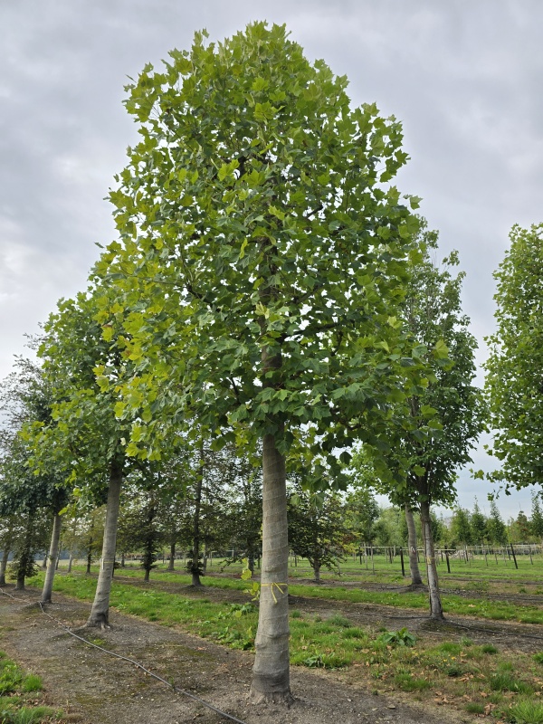 Franse knotplataan