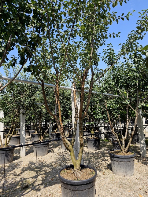 Pruim 'Reine Claude Verte' - Prunus domestica 'Reine Claude Verte'
