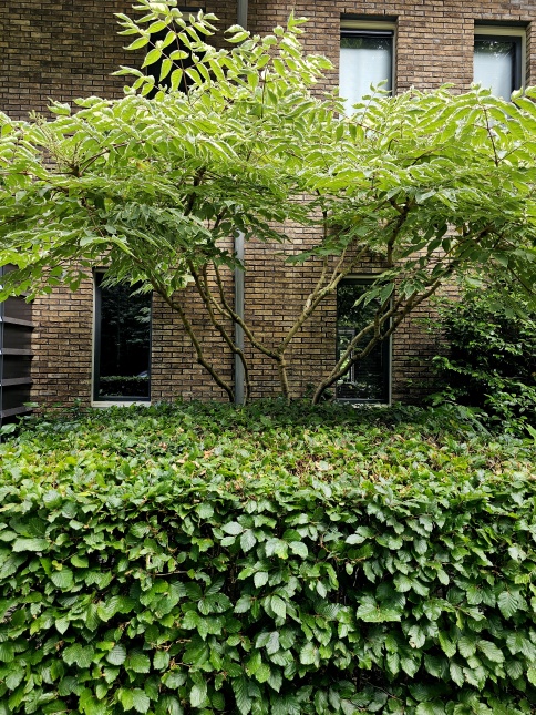 Bonte duivelswandelstok, Aralia elata 'Variegata'