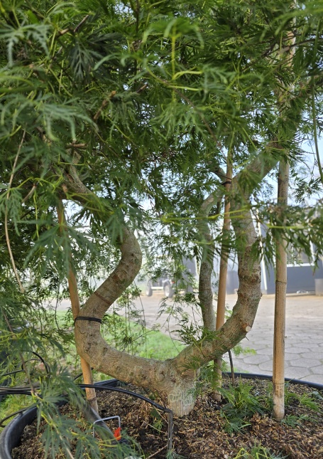 Japanse esdoorn 'Emerald Lace'