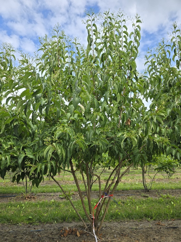 Zevenzonenboom