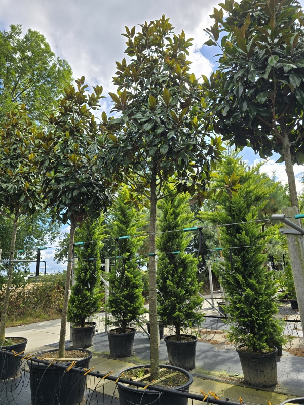 Magnolia grandiflora 'Galissonnière'