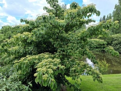 Reuze kornoelje 'Pagoda' - Cornus controversa 'Pagoda'