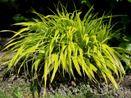 Japans siergras 'Aureola' is geelbladig siergras in juli