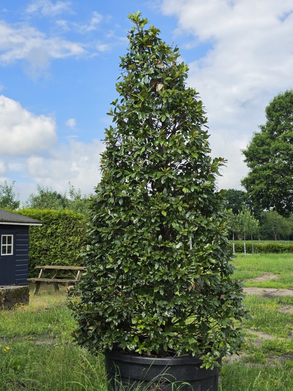 Hulst