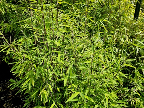 Fargesia nitida 'Volcano'