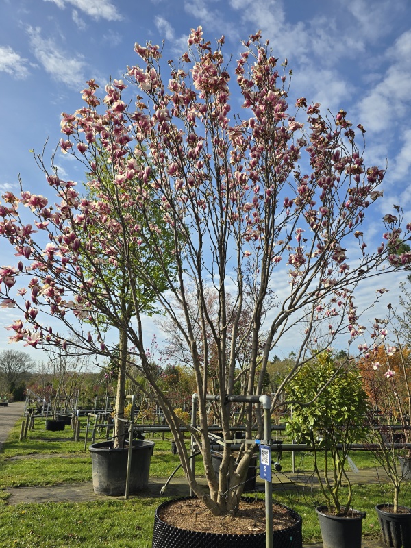Magnolie