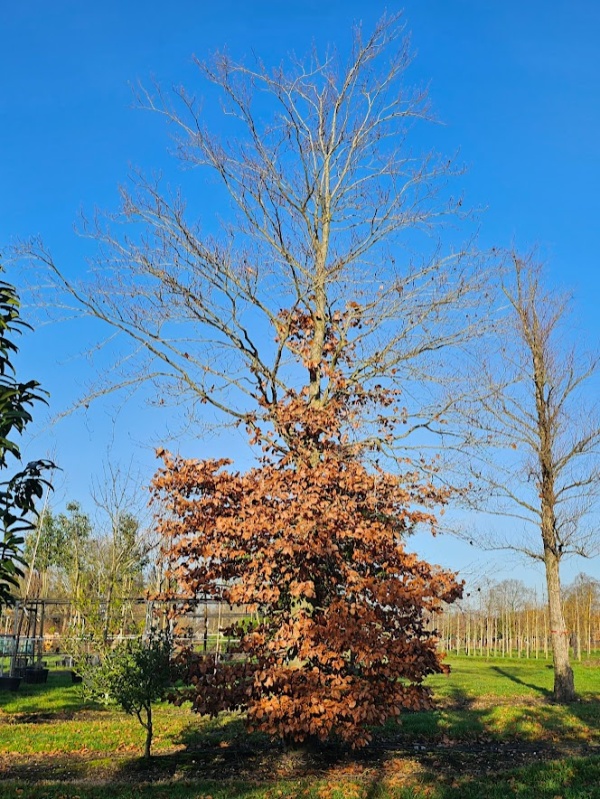 Groene Beuk