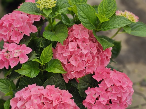 Hortensia Forever & Ever Pink in volle bloei