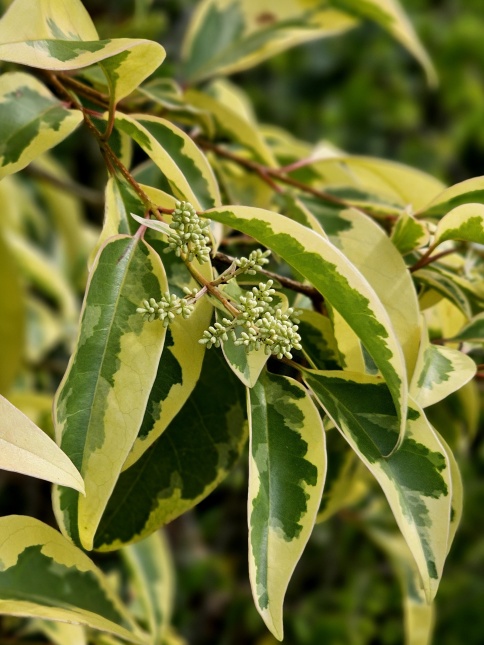Ligustrum lucidum 'Excelsum Superbum'  Chinese bontbladige liguster