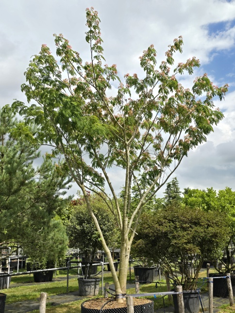 Albizia voor vreugde en troost in uw hart, volgens de Chinezen althans.