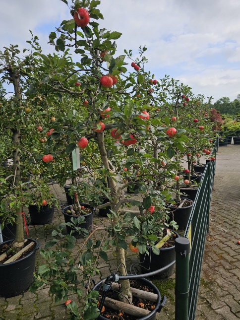 Malus domestica 'Discovery' zomerappel