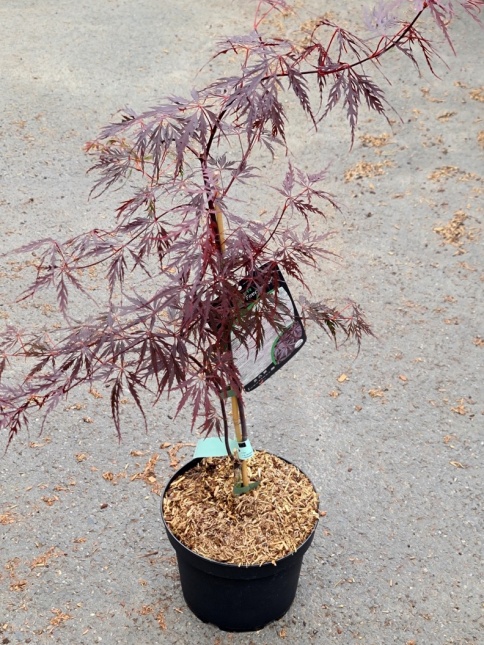 Japanse esdoorn 'Firecracker'