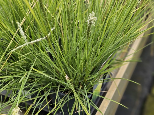 Sesleria autumnalis siergras bloeit in mei, juni met mooie pluimen