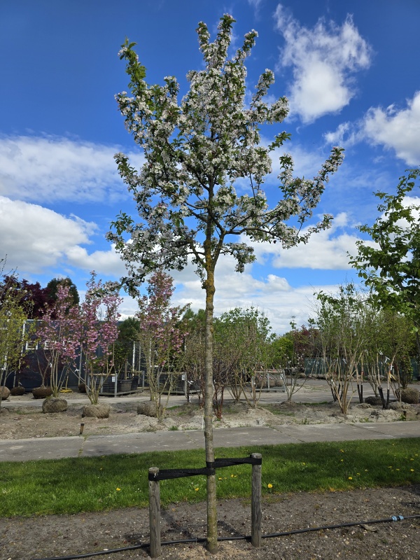 Rode sierappel met witte bloesem